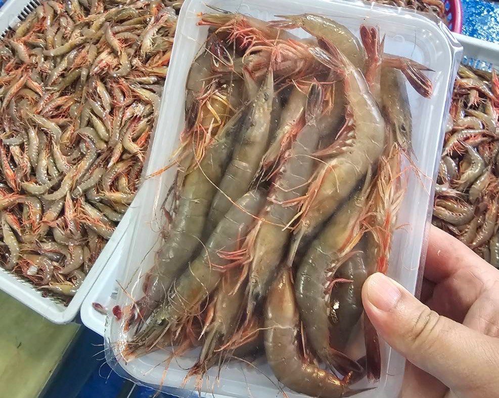 【現流】澎湖野生劍蝦
